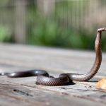 Unraveling the Enigma of Cobras: Exploring Nature's Mysterious Serpents