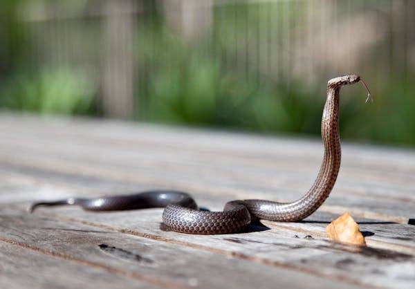 Unraveling the Enigma of Cobras: Exploring Nature's Mysterious Serpents