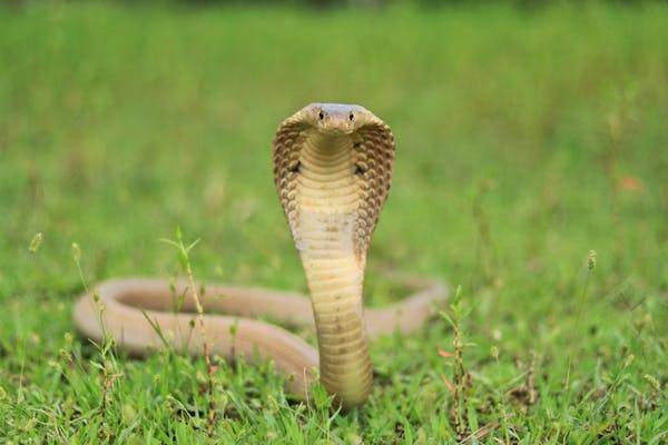 Cobras snake